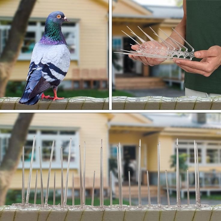 Bird Spikes