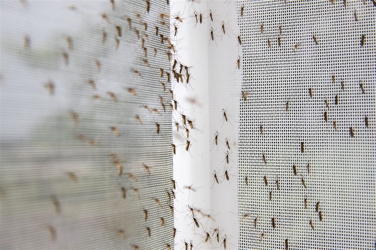 Mosquito Nets
